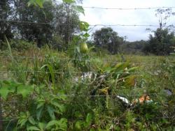 #1763 - Terreno para Venda em Itanhaém -  - 2